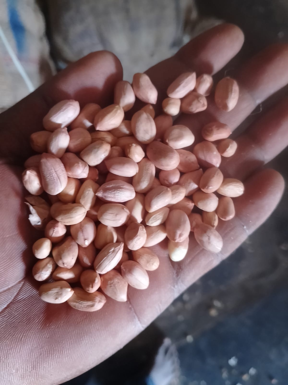 Peanut Seeds Java